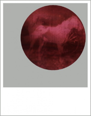Pferd, 2003|C-Print |22,3 x 28, 5 cm