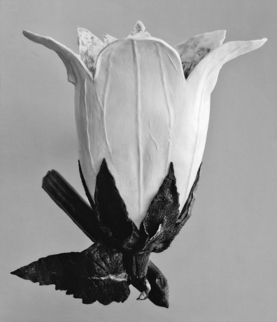 Campanula Alliarüfolia|(nach Blossfeldt), 2007|Barytabzug|44 x 34 cm|10/10