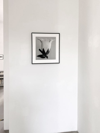 Hubert Becker|Glockenblume, 2007|(nach Karl Blossfeldt)|Inkjet Print auf Hahnemühle|44 × 34 cm|Auflage 10 + 5 AP