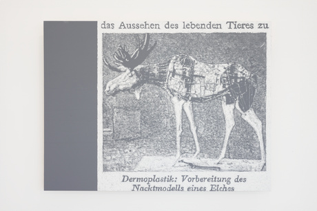 Nacktmodell eines Elches|2026	 |Kreide, Dispersionsfarbe auf Multiplex|96 × 128 cm